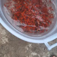 ماهی قرمز|ماهی|زاهدان, |دیوار