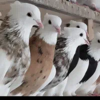 خرید و فروش کبوتر