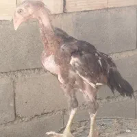 جوجه لاری