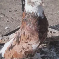 سه طوق سرور|پرنده|تهران, بهمن یار|دیوار