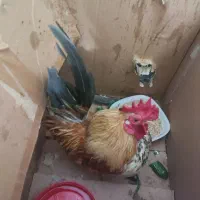 خروس|حیوانات مزرعه|تهران, عبدلآباد|دیوار