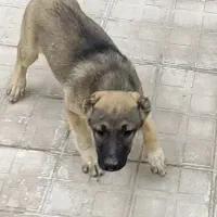 سگ سراب