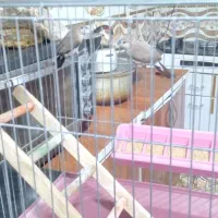 یک جفت فنچ با قفس|پرنده|ایرانشهر, |دیوار