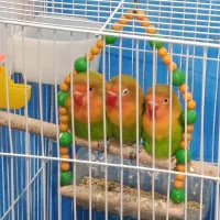 کوتوله برزیلی فیشر