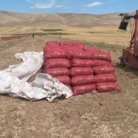 پیاز|خوردنی و آشامیدنی|حمیل, |دیوار
