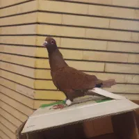 کفتر سرخ دم سفید