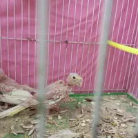 دو عدد جوجه عروس لوتینیو