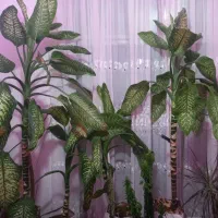 گل دیفن باخیا