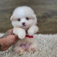 پامرانین سایز تیکاپ