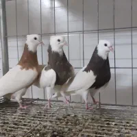 طوقی کرمانشاهی زرد خال سیاه|پرنده|اردکان, |دیوار