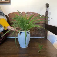 گل هدیه|گل و گیاه طبیعی|لواسان, |دیوار