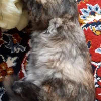 گربه گم شده به یابنده مژدگانی داده میشه