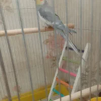 عروس هلندی نر سخنگو|پرنده|همدان, |دیوار