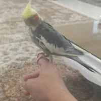 دو عدد نر توسینو برای جفتگیری|پرنده|تبریز, |دیوار