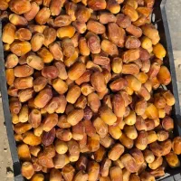 راهنمایی دوستان قصب و شاهانی تناژ برای فروش داره