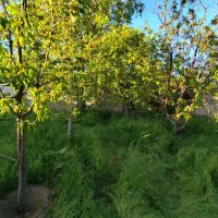 باغچه ۶۲۰ متری چهاردیواری سرمایه‌گذاری عالی