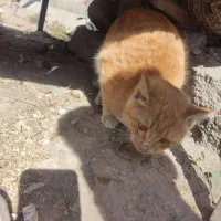 واگذاری گربه|گربه|کرمان, |دیوار