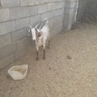 بزجوان|حیوانات مزرعه|قلعه قاضی, |دیوار