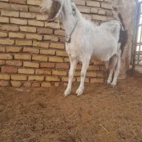 بز زایده یگ بزغاله نر یکی ماده گوش بلدن