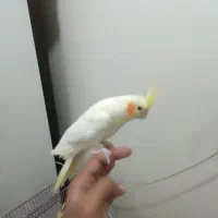 عروس هلندی گمشده|پرنده|شوشتر, |دیوار