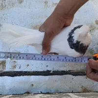 طوقی سرور|پرنده|قم, شهرک مهدیه (مدرس)|دیوار