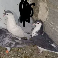 کفتر خال و ساده