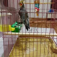 عروس هلندی نر، سالم باقیمت مناسب|پرنده|رشت, ولکس|دیوار