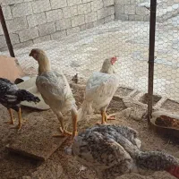 فروش خروس لاری|حیوانات مزرعه|برازجان, |دیوار