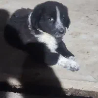 واگذاری سگ قدرجونی ماده|سگ|صومعه‌سرا, |دیوار