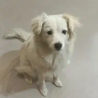 سگ اشپیتز و شیتزو معاوضه با عروس هلندی