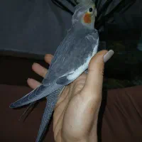 جوجه عروس هلندی|پرنده|اهواز, منبع اب|دیوار