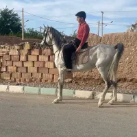 اسب دوسر ع|اسب و تجهیزات اسب‌سواری|یزد, |دیوار