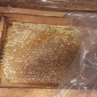 عسل اصل با قاب کندو