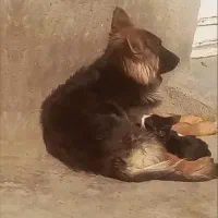 ژرمن ماده اصیل و آموزش دیده