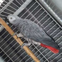 کاسکو سخنگو نر