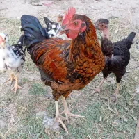 نیمچه مرغ و خروس