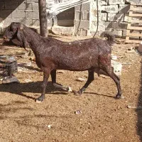 فروش بز بندر دیر