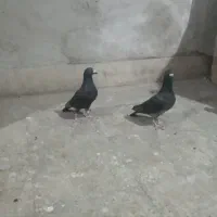 کبوتر فروشی|پرنده|لار, |دیوار