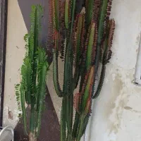 گل افوربیا تریگونا