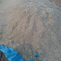کاه (لوبیا)