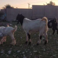 نر بز ژنژدی