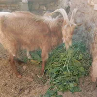 بزغالع نر سانن فروشی|حیوانات مزرعه|سده (خراسان جنوبی), |دیوار