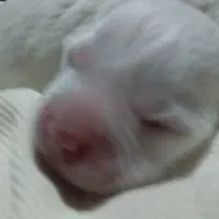 فروش فوری اشمیتس پامر