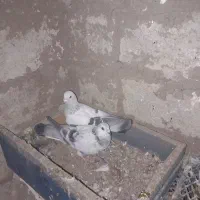 شامی‌‌‌‌نر‌‌و‌‌‌‌ماده‌