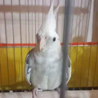 عروس هلندی|پرنده|کرمان, |دیوار