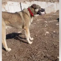 سگ تند تیز ۳ملیون