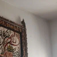 عروس هلندی ماده