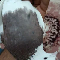 طوقی سرخ نر درشت مست مست|پرنده|رباطکریم, شترخوار|دیوار