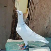 شیشیه ای کاغذی