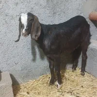 بزغاله